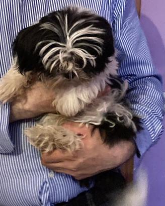 Shitzu Shihtzu Shih Tzu