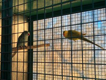 Coppie parrocchetti dal collare