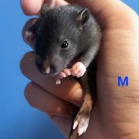 Ratti domestici