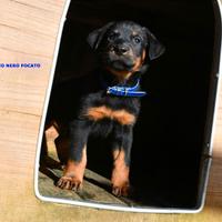 Cucciolo BEAUCERON maschio nero focato