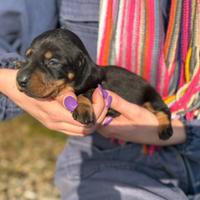 Cuccioli di Bassotto