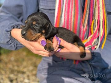 Cuccioli di Bassotto
