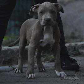Cucciole di American Bully XL.