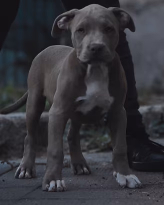 Cucciole di American Bully XL.