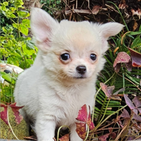 Chihuahua Pelo Lungo Crema