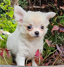 Chihuahua Pelo Lungo Crema