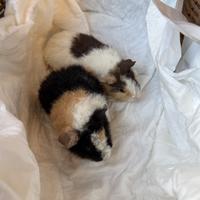 Cavie razza US Teddy