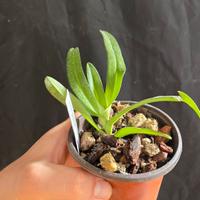 Orchidea Gastrochilus 