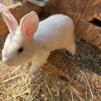 Cuccioli di coniglio