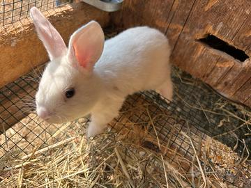 Cuccioli di coniglio