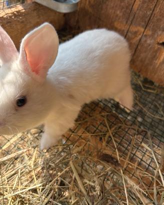 Cuccioli di coniglio