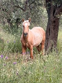 Puledro palomino 12 mesi