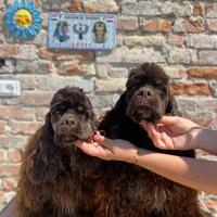 Cuccioloni di cocker americano