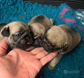 Cuccioli di Carlino fulvi con Pedigree Enci