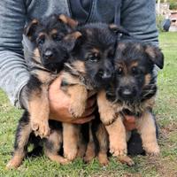Cuccioli di pastore tedesco