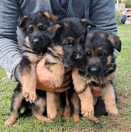 Cuccioli di pastore tedesco