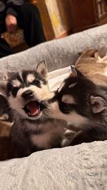 Cuccioli husky puri