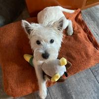 Westy per monta (West Highland white terrier