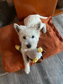 Westy per monta (West Highland white terrier