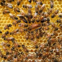 Vendita sciami con regine feconde 2024