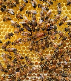 Vendita sciami con regine feconde 2024