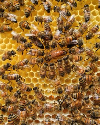 Vendita sciami con regine feconde 2024