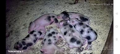 Disponibili maialini mini pig