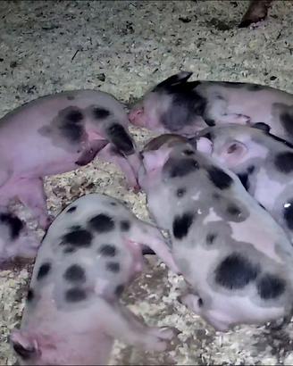 Disponibili maialini mini pig