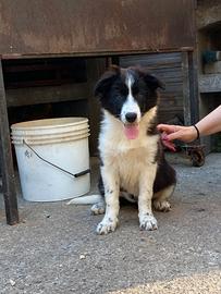 Cuccioli Border Collie