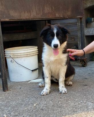 Cuccioli Border Collie