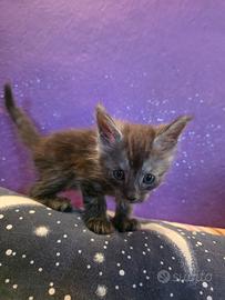 Maine Coon gattini 