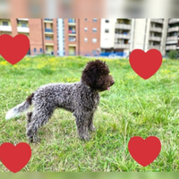 Cuccioli Lagotto romagnolo pedigree fest Natalizie