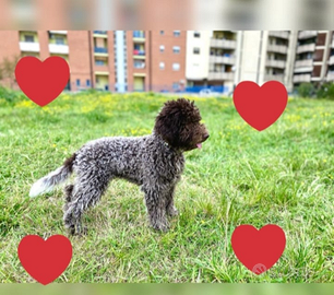 Cuccioli Lagotto romagnolo pedigree fest Natalizie