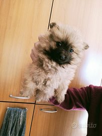 Spitz di pomerania toy