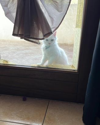 Gattina bianca