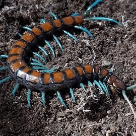 Scolopendra Subspinipes "MINT LEG" Taglia: L/XL