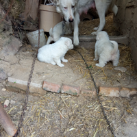 Cuccioli pastore abruzzese