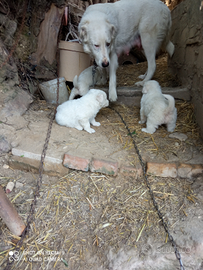 Cuccioli pastore abruzzese