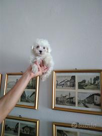 Adorabile Maltipoo maschietto