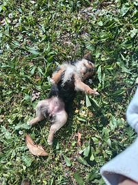 Cuccioli di yorkshire terrier