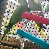 Parrocchetto dal collare