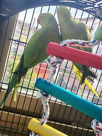 Parrocchetto dal collare