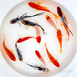 Carpe koi coloratissime