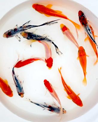 Carpe koi coloratissime