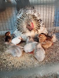 Galline legbar