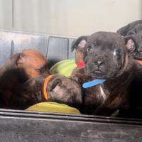 Ultimo Staffy bull terrier