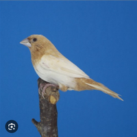 Passeri del giappone crema. E diamantini