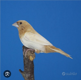 Passeri del giappone crema. E diamantini