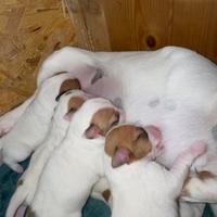 Cuccioli Jack Russell - 5 disponibili 3M 2F