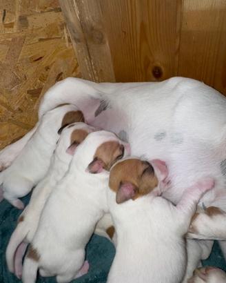 Cuccioli Jack Russell - 5 disponibili 3M 2F
